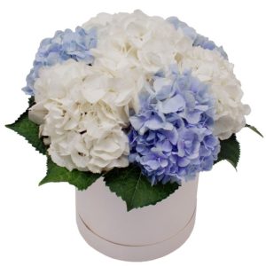 068kgmw4qqjxvyh6yjchdp65r4g4xo7h Шляпна коробка із 7 гортензій "Хмаринка"