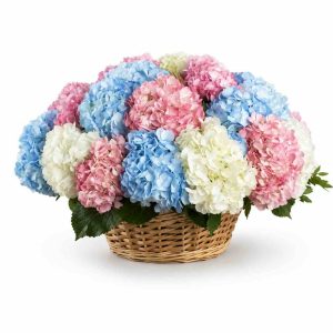 Композиція із 25 гортензій