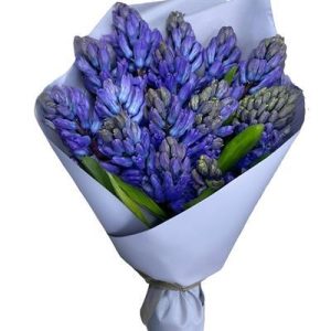 Букет із 15 синіх гіацинтів