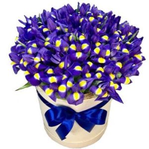 Композиція із 51 ірису в коробці