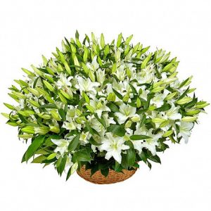 6575293303_tsvety-dlya-vazhnyh Кошик із 51 білої лілії