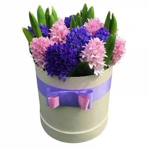 Композиція в коробці із 13 гіацинтів