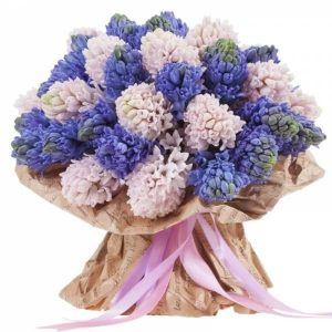 Букет із 35 гіацинтів