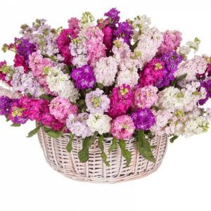 6592994633_buket-iz-51 Кошик із 51 матіоли