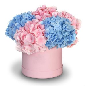 Композиція в коробці із 5 гортензій