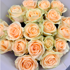 Букет із 19 кремових троянд