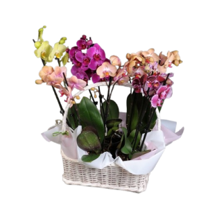 bda055f3_645b6bd467eaa-removebg-preview Мікс орхідей у кошику