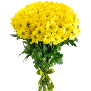 7hkva4sdn3ryi7rm82j2he0k4u0q2r2k Букет із 9 жовтих хризантем під стрічку