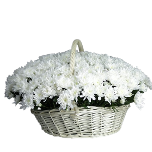 Композиція із 75 хризантем в кошику