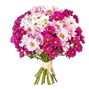 plbbkr4mzib1yh5qm49pbwqhw2k54goo Букет із 9 кольорових хризантем під стрічку