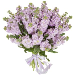 Букет із 27 бузкових матіол