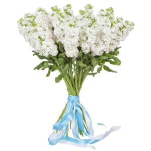 Букет із 19 білих матіол