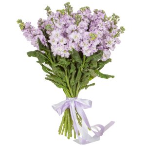 Букет із 19 бузкових матіол